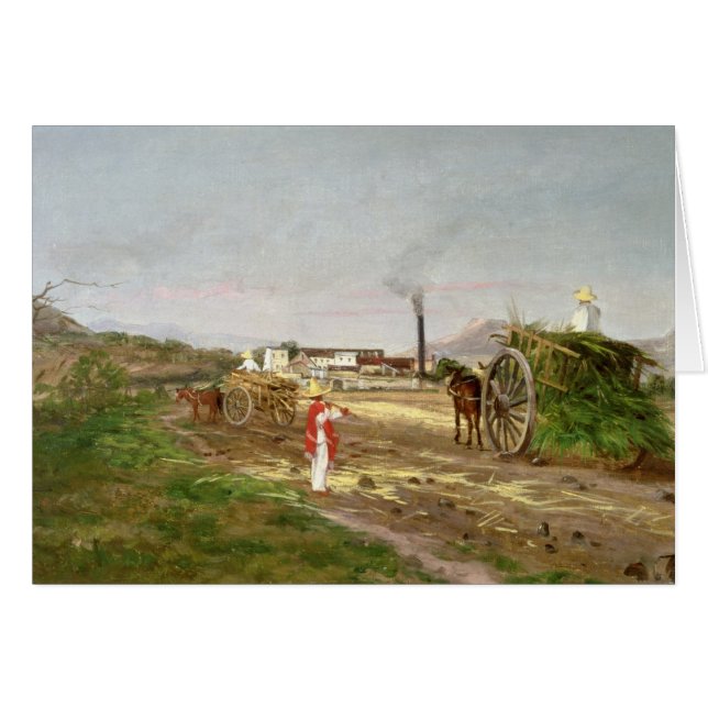 Suikerrietgewassen (Voorkant Horizontaal)