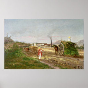 Suikerrietgewassen Poster