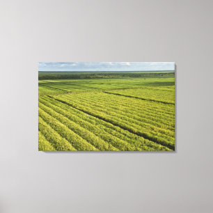 Suikerrietplantages, Guyana Canvas Afdruk