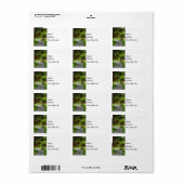 Suivez Le Étiquette de adresse Pathway (Feuille entière)