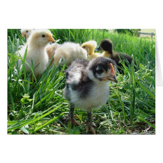 Suivez Le Leader (Devant horizontal)