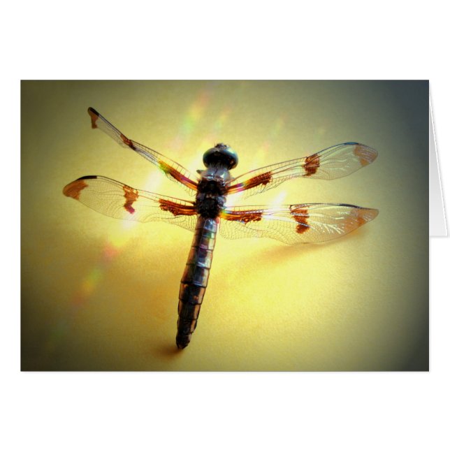 Suivre La Lumière - Dragonfly Only (Devant horizontal)