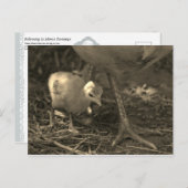 Suivre les traces de maman - Carte postale (Devant / Derrière)