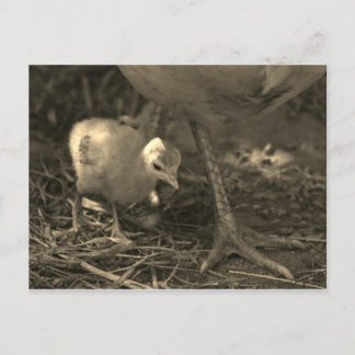 Suivre les traces de maman - Carte postale