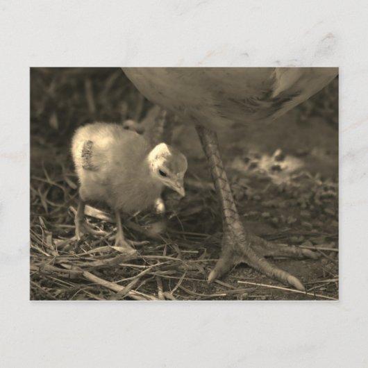 Suivre les traces de maman - Carte postale (Devant)