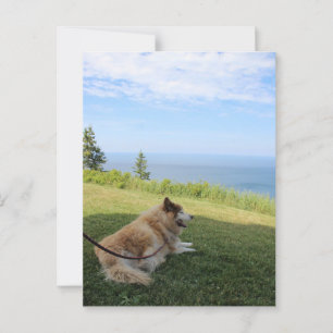 Suka Profitant De La Carte Postale Cape George