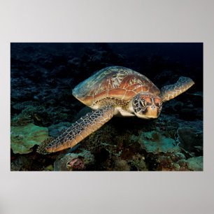 Sulawesi Groene Zee schildpad Poster