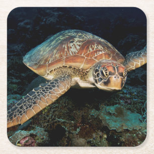 Sulawesi   Groene Zee schildpad Vierkante Kartonnen Onderzetter