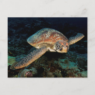 Sulawesi Groene zeeschildpad Briefkaart