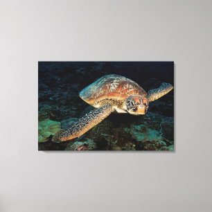Sulawesi   Groene Zeeschildpad Canvas Afdruk