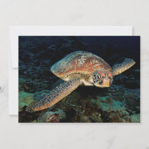 Sulawesi Groene zeeschildpad Kaart