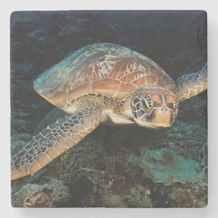 Sulawesi Groene zeeschildpad Stenen Onderzetter