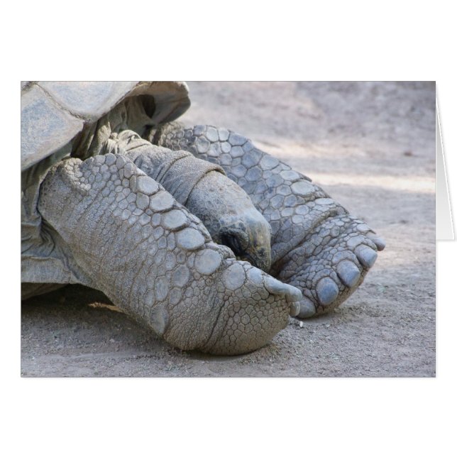 Sulcata Tortoise (Devant horizontal)