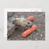 sulcata tortoise briefkaart (Voorkant / Achterkant)