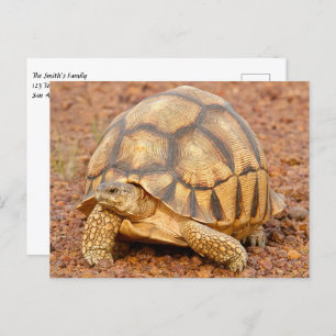 Sulcata Tortoise Briefkaart