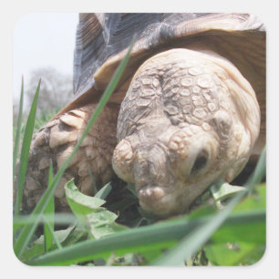 Sulcata Tortoise Close-up Grazen op het Grass Squa Vierkante Sticker