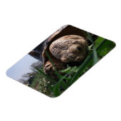 Sulcata Tortoise Close-up Grazing in Grass Magneet (Linkerzijde)