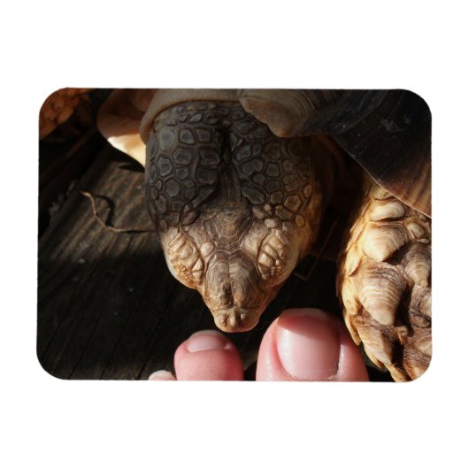 Sulcata Tortoise die de volkstrook bekijkt Magneet (Horizontaal)
