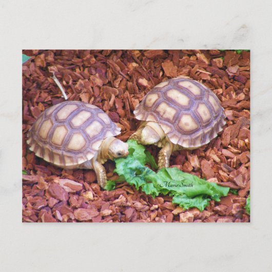 Sulcata Tortoise Hatchlings Briefkaart (Voorkant)
