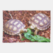 Sulcata Tortoise Hatchlings Theedoek (Horizontaal)