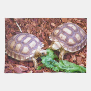 Sulcata Tortoise Hatchlings Theedoek
