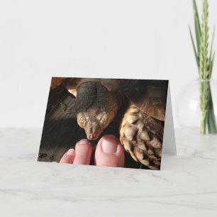 Sulcata Tortoise Inspection People Toes Kaart