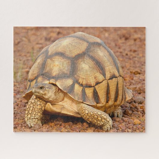 Sulcata Tortoise Legpuzzel (Horizontaal)