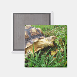 Sulcata Tortoise Mouth Open Inname van gras Magneet