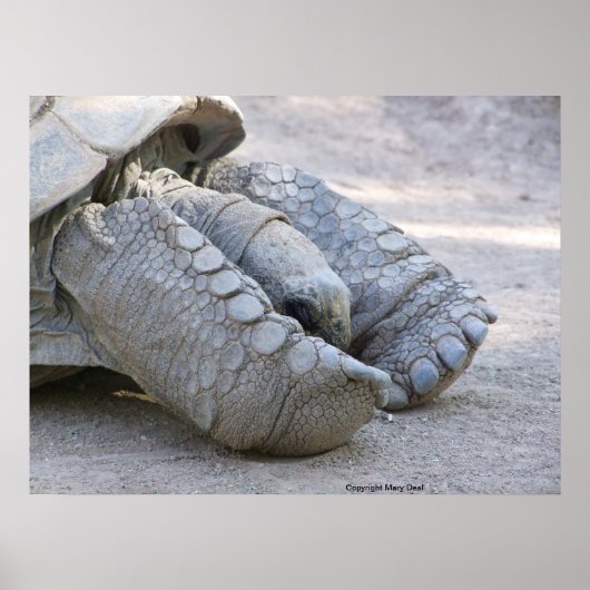 Sulcata Tortoise Poster (Voorkant)