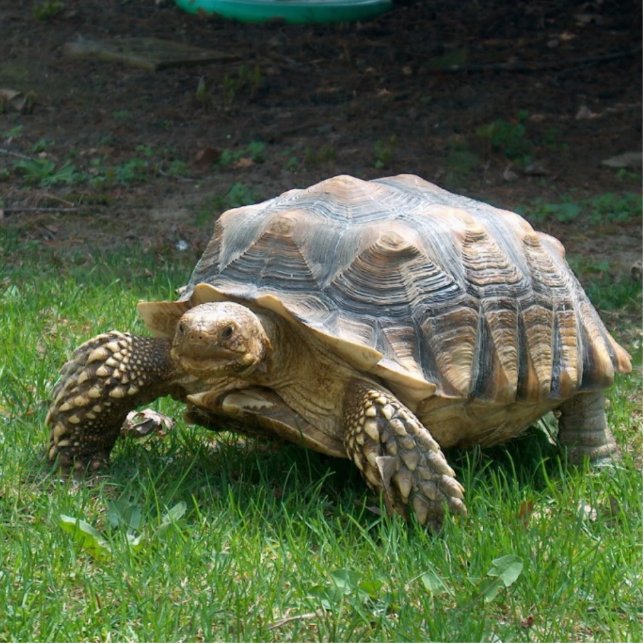 Sulcata Tortoises Staand Fotobeeldje (Voorkant)