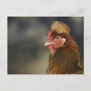 Sulmtaler Briefkaart