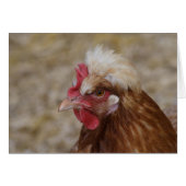 Sulmtaler Hen (Devant Horizontal)