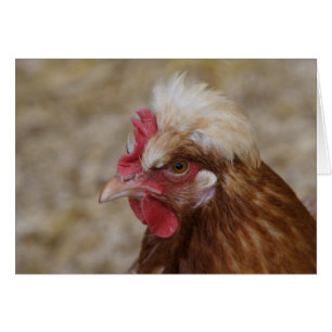 Sulmtaler Hen