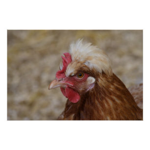 Sulmtaler Hen Perfect Poster