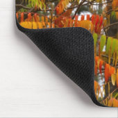 Sumac-boom in herfstkleur in witvis, muismat (Hoek)