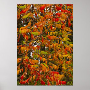 Sumac-boom in herfstkleur in witvis, poster