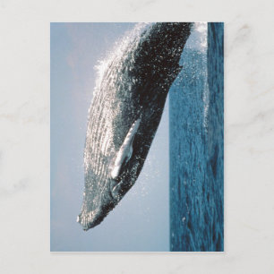Sumaptera novaeangliae ( Megaptera novaeangliae ) Briefkaart