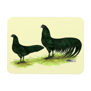 Sumatra Black Chickens Magneet