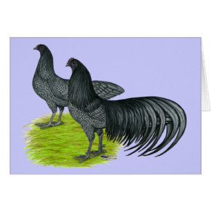 Sumatra : Paires bleues