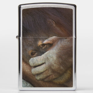 Sumatraanse orang-oetan, Pongo pygmaeus