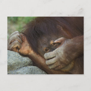 Sumatraanse orang-oetan, Pongo pygmaeus Briefkaart