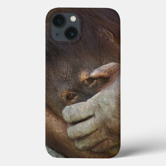 Sumatraanse orang-oetan, Pongo pygmaeus Case-Mate iPhone Case (Achterkant)