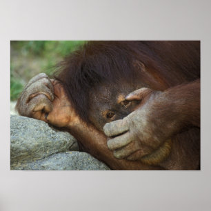 Sumatraanse orang-oetan, Pongo pygmaeus Poster
