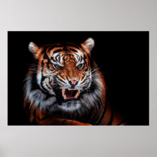 Sumatraanse tijger (Panthera tigris sumatrae) beau Poster