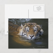 Sumatraanse tijger, Panthera tigris sumatrae Briefkaart (Voorkant / Achterkant)