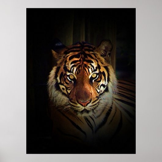 Sumatraanse Tijger Poster Print (Voorkant)