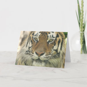 Sumatraanse tijger Wenskaarten Kaart