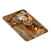 Sumatran Tiger 2 Magneet (Rechterzijde)