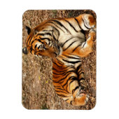 Sumatran Tiger 2 Magneet (Verticaal)