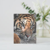 Sumatran Tiger Briefkaart (Staand voorkant)